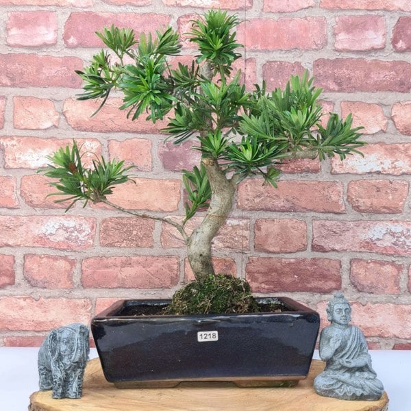 Buddhist Pine (Podocarpus Micro) Bonsai Tree | Shaped | In 25cm Pot