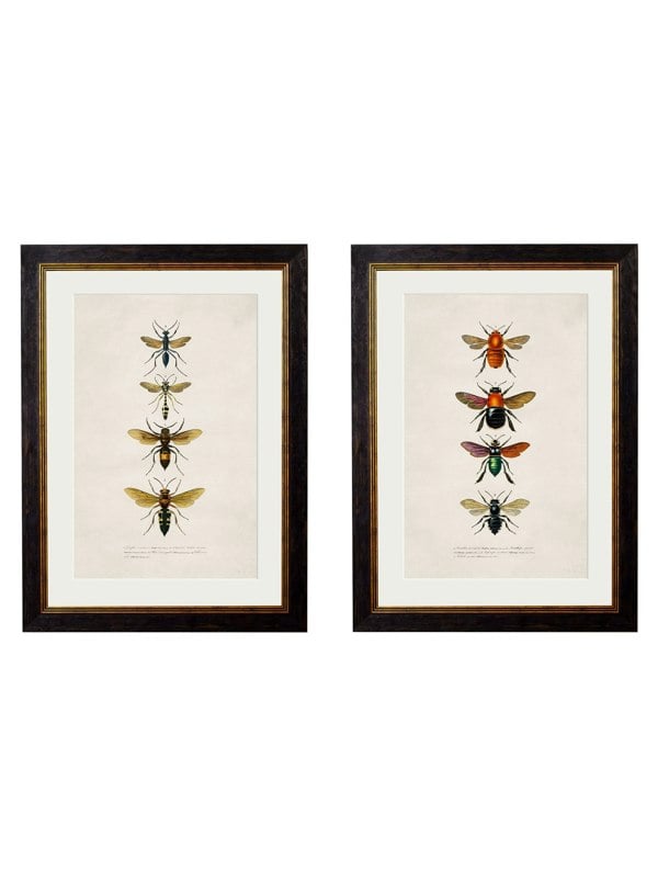 Exceptional Art c.1892 Bees and Wasps