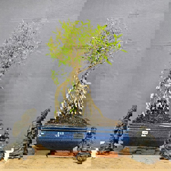 Yorkshire Bonsai Snow Rose (Serissa) Bonsai Tree | Broom | In 20cm Pot