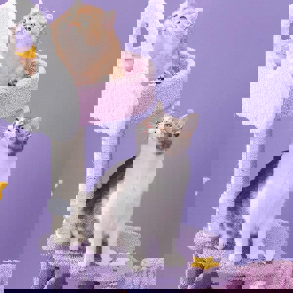 Díaz Cat Climber, Cat Tree, Coral Fleece, Purple-Weilai Concept-Weilai Concept
