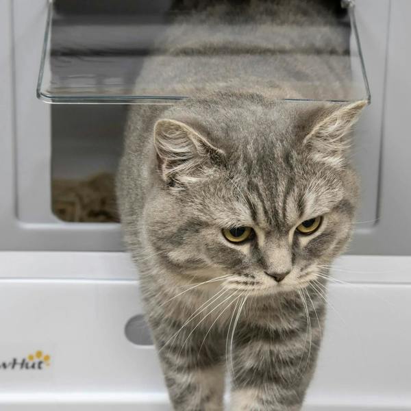 Grey tabby cat peeking out of the front entry window of a hooded litter box