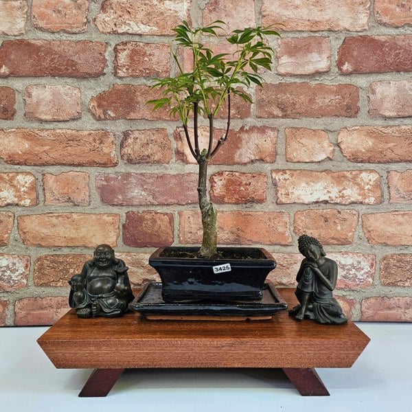 Yorkshire Bonsai Japanese Maple (Acer) Bonsai Tree | Deshojo Informal Upright | In 15cm Pot