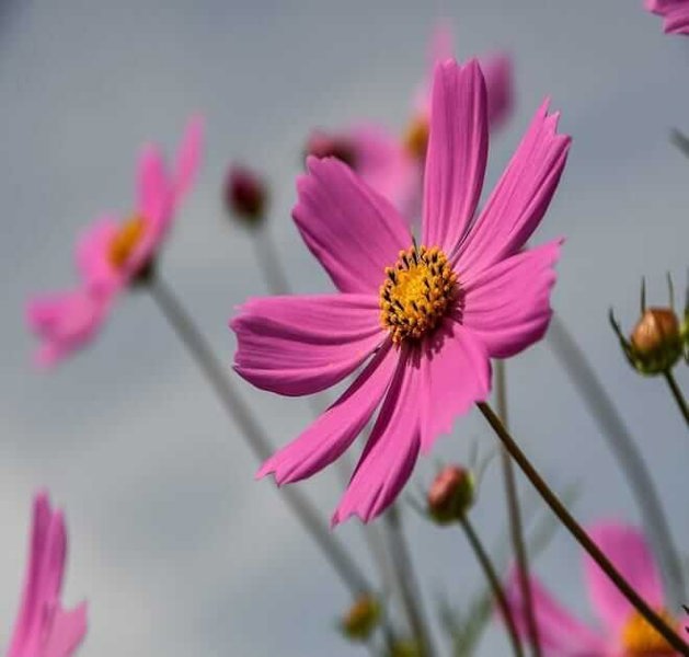 Pink Cosmos Seeds