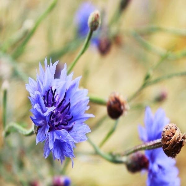 cornflower Perennial Wildflower Seedsjpg