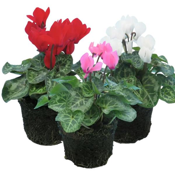 Cyclamen Growers Selection 10.5cm Pot Pack of 3 & 6 Flowering Outdoor Plants Plants By Post