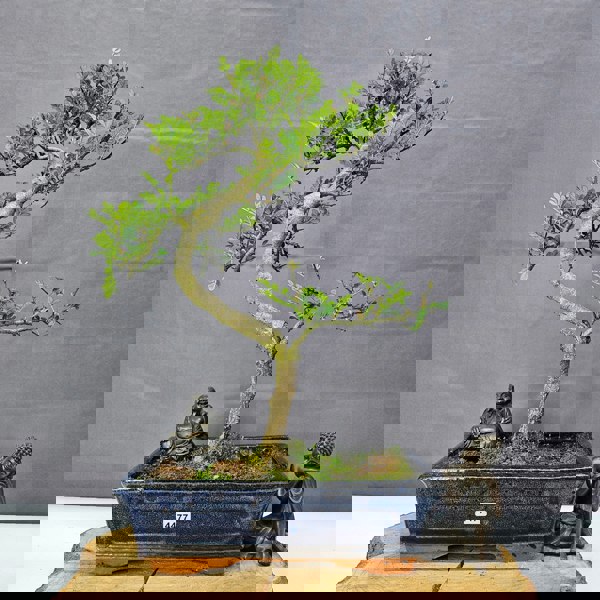 Yorkshire Bonsai Chinese Pepper (Zanthoxylum Pipertum) Bonsai Tree | Shaped | In 25cm Pot