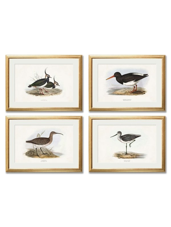 Exceptional Art c.1837's British Coastal Birds