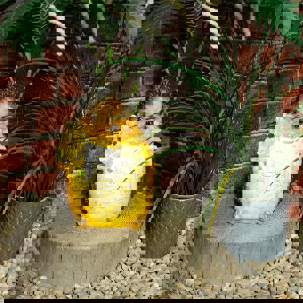 St Helens Female Hedgehog with Light Up Body