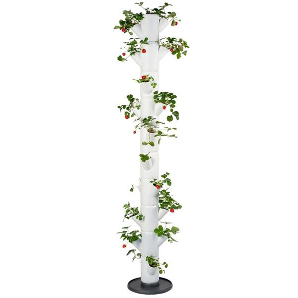 SISSI STRAWBERRY easy-watering strawberry tree - White