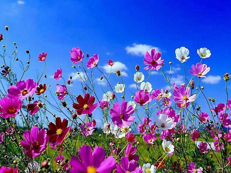 Cosmos Mixed flowers in full bloom