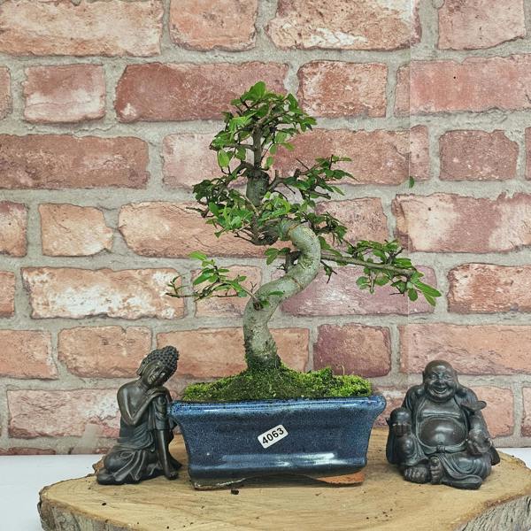 Yorkshire Bonsai Chinese Elm (Ulmus Parvifolia) Bonsai Tree | Shaped | In 15cm Pot