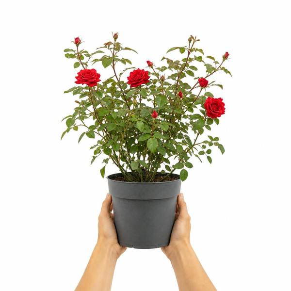 3L Red Patio Rose in Decorative Pot Outdoor Garden & Patio Plant