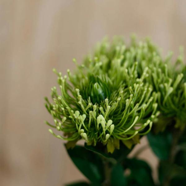 Wyld Haus Set of 3 Artificial Flowers Green Protea Lorea Stems
