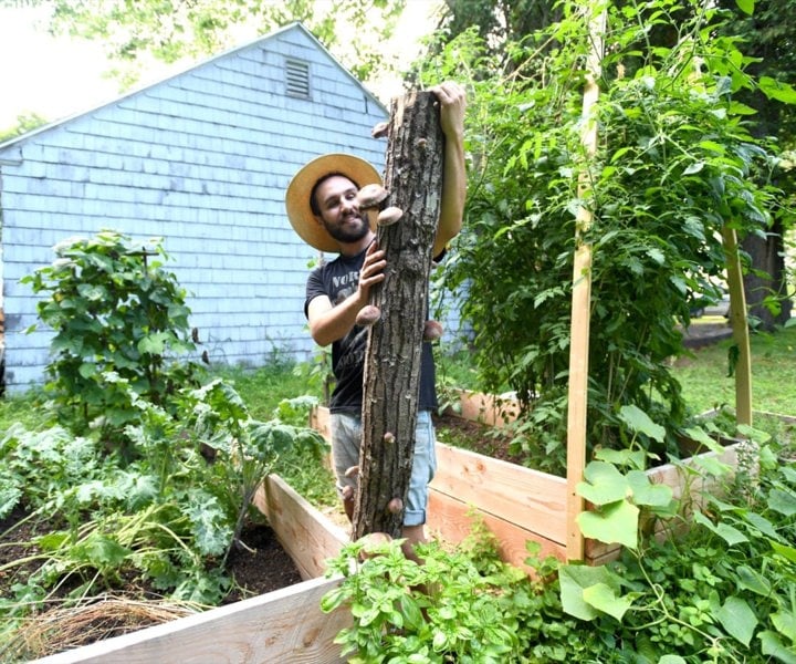 Urban Farm-It Shiitake Mushroom Log Growing Kit