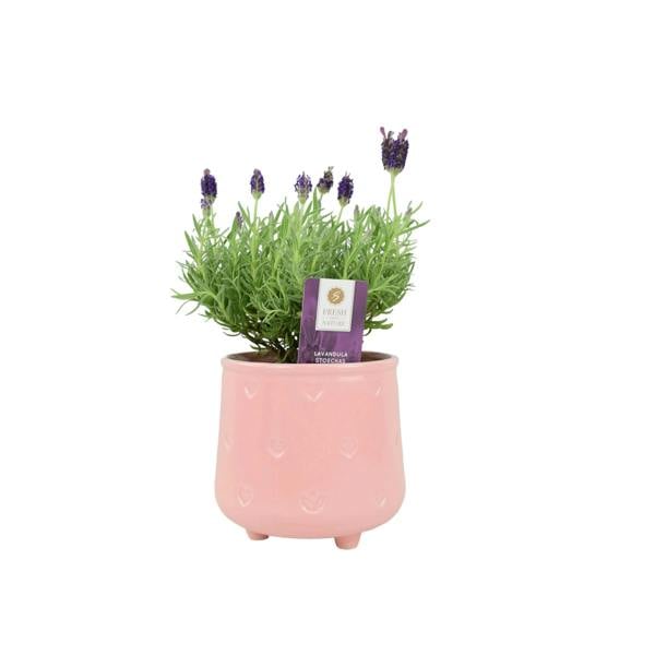 Lavender Stoechas 1L Pot Plants By Post