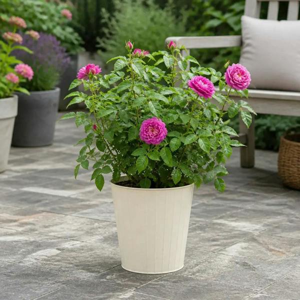 5L Rose Let's Celebrate Dark Pink Rose Bush- Beautiful Flowering Garden Plant