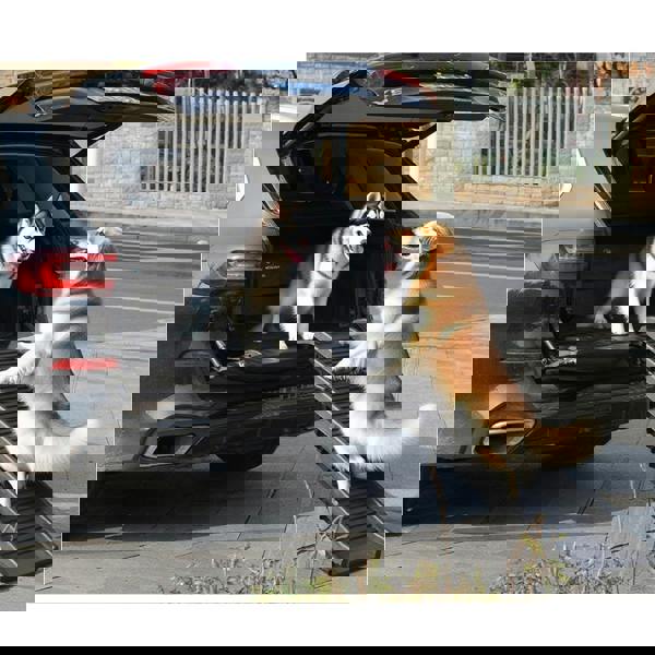 Gr8 Garden Dog Pet Ramp Plastic Folding Lightweight Strong Bi Fold Travel Car Van Portable