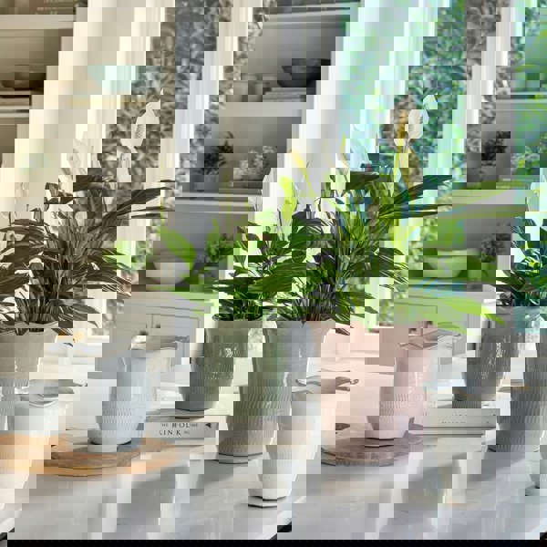 #color_sage