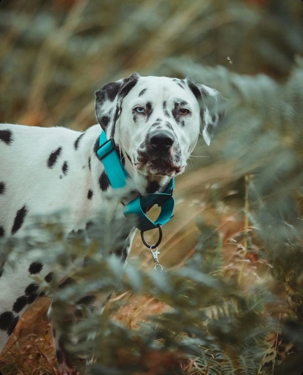 The Dog and Bone Company The Martingale Hound Collar