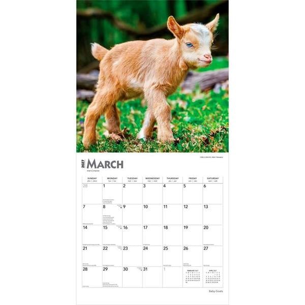 Baby Goats Calendar 2027, Wall Calendars, Month To View, Animals, Gift