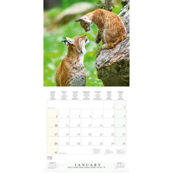 Dwellers Of The Woodlands Calendar 2027, Wall Calendars, Month To View, Animals, Gift