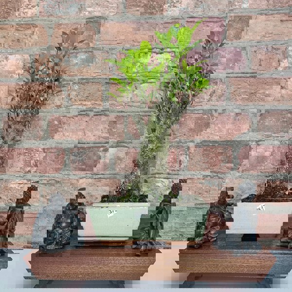 Yorkshire Bonsai Ficus Microcarpa (Banyan Fig) Indoor Bonsai Tree | Broom | In 20cm Pot