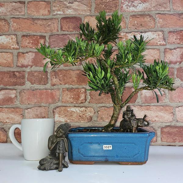 Yorkshire Bonsai Buddhist Pine (Podocarpus Micro) Bonsai Tree | Shaped | In 25cm Pot - 3327
