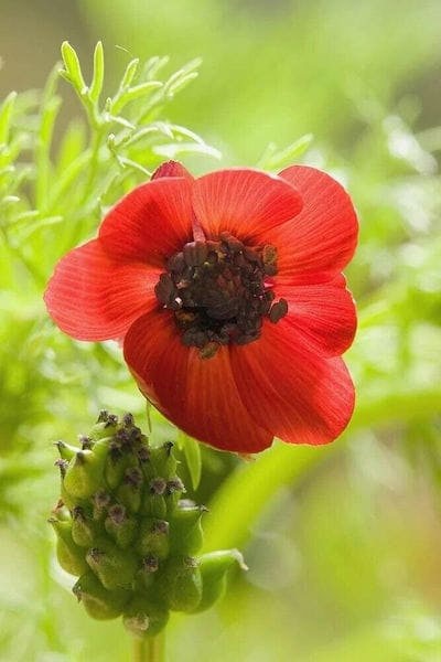 Pheasant's Eye Seeds - Pheasant's Eye Flower Seeds - Pheasant's Eye