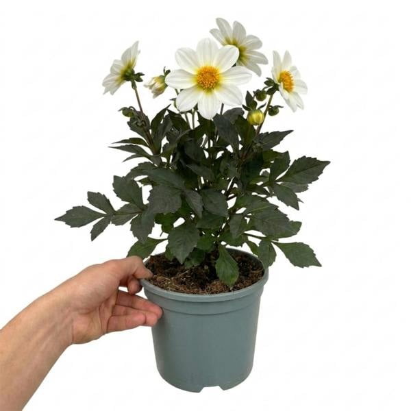 Dahlia Dahlegria White 3L Pure White Dahlia