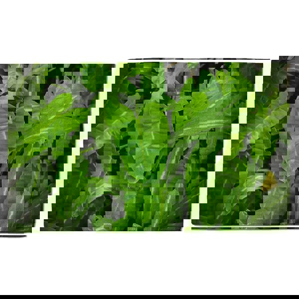 Benjamin Tate Design Abstract background of dark green leaves (Bath Towel)