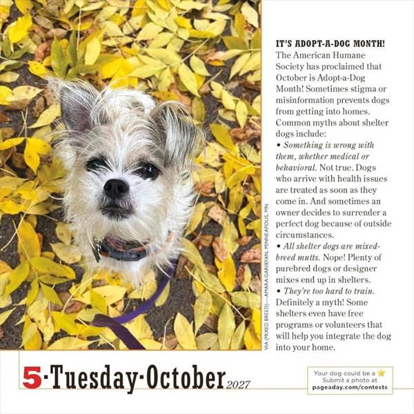 365 Days Of Dogs Desk Calendar 2027, Desk Calendars, Day To View, Dogs, Gift