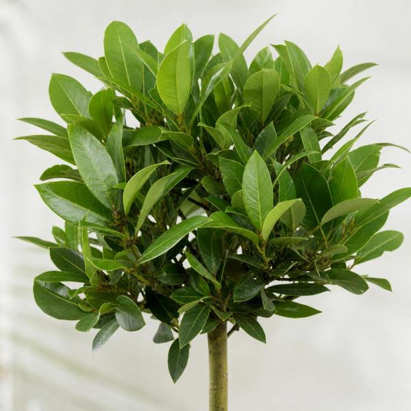 Bay Tree 60-70cm in 2L Pot Laurus nobilis