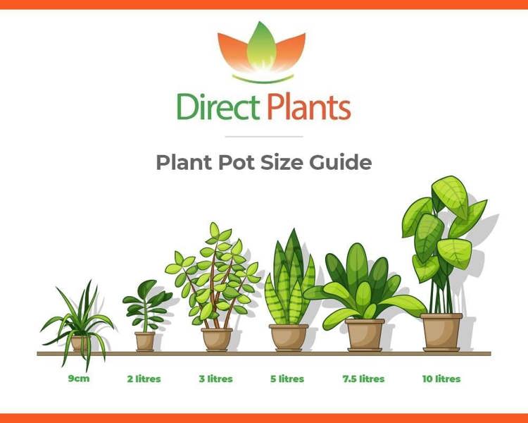 Direct Plants 3x Green Leylandii Cupressocyparis Leylandii Hedging Trees 3-4ft Supplied in 3 Litre Pots