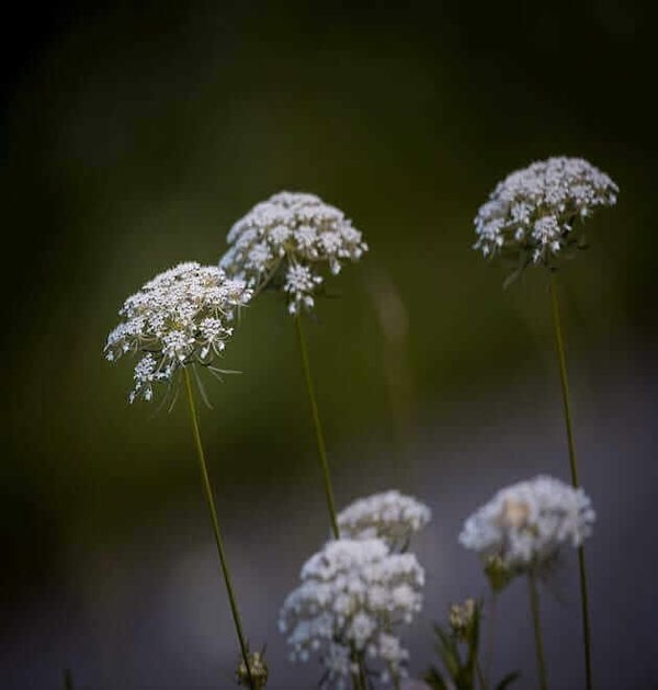 daucus carota subsp. maximus