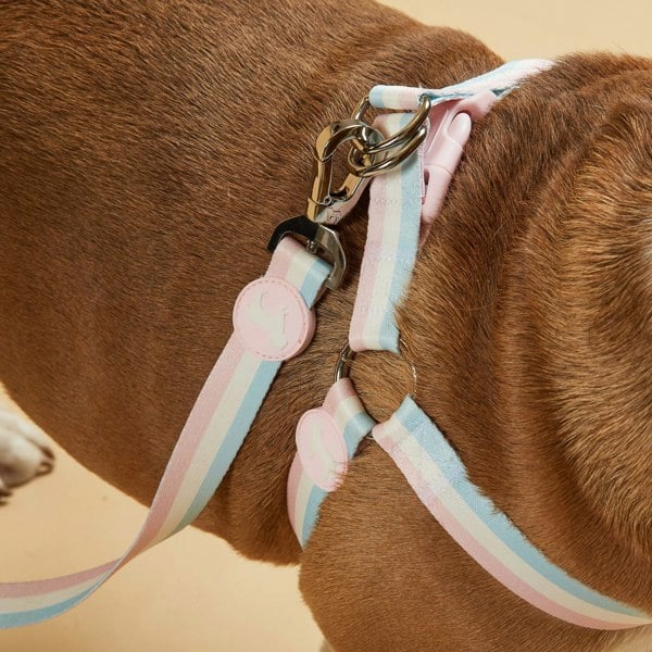 Barc London Candyfloss Stripe Fabric Dog Harness Modelled by Dog