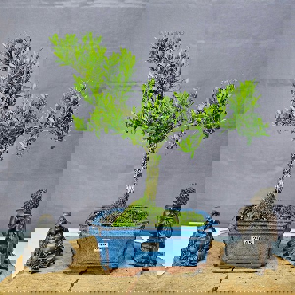 Yorkshire Bonsai Boxwood (Buxus Harlandii) Bonsai Tree | Shaped | In 15cm Pot