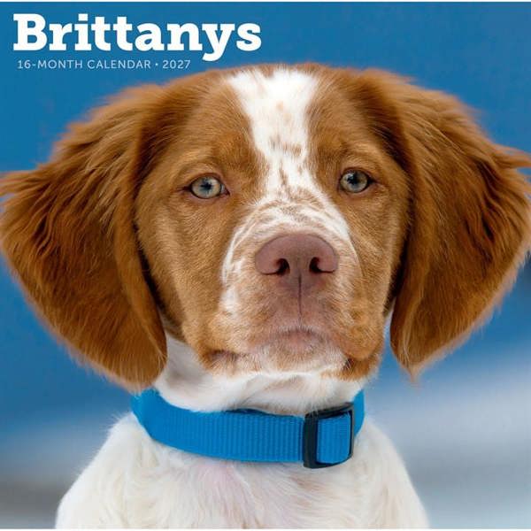 Brittanys Calendar 2027, Wall Calendars, Month To View, Dogs, Gift