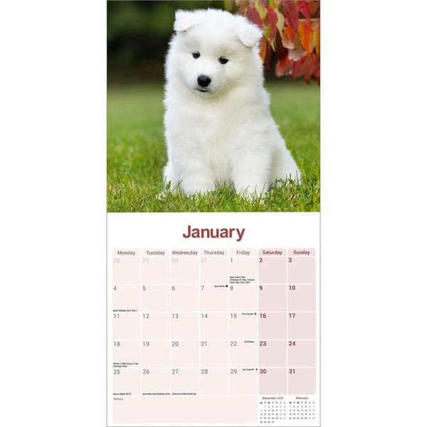 Samoyed Calendar 2027, Wall Calendars, Month To View, Dogs, Gift