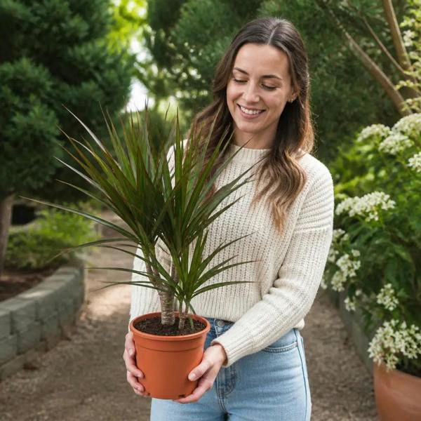 Dracaena Marginata 3 Stem Dragon Tree 19cm Pot – Easy Care Large Indoor Houseplant