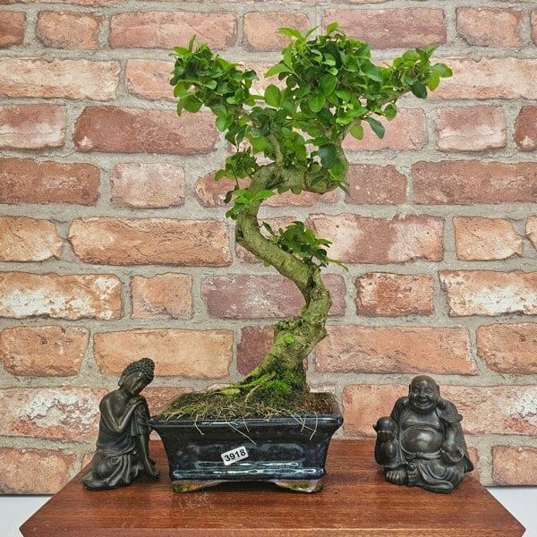 Yorkshire Bonsai Chinese Privet (Ligustrum Sinense) Bonsai Tree | Shaped | In 15cm Pot