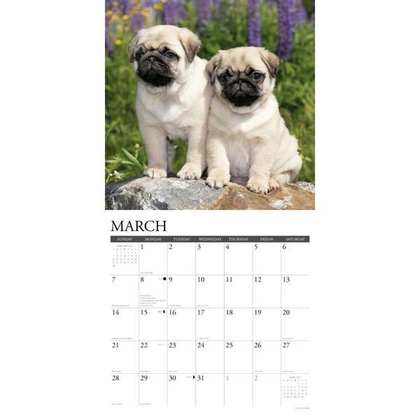 Pug Puppies Calendar 2027, Wall Calendars, Month To View, Dogs, Gift