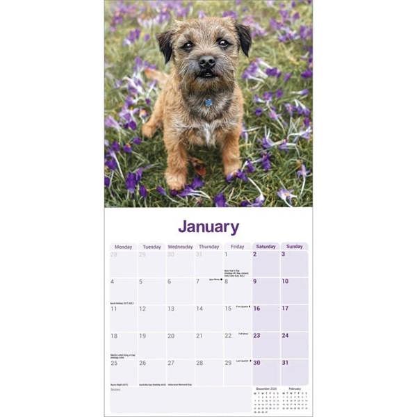 Border Terrier Calendar 2027, Wall Calendars, Month To View, Dogs, Gift