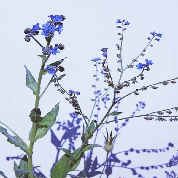 cynoglossum amabile seeds