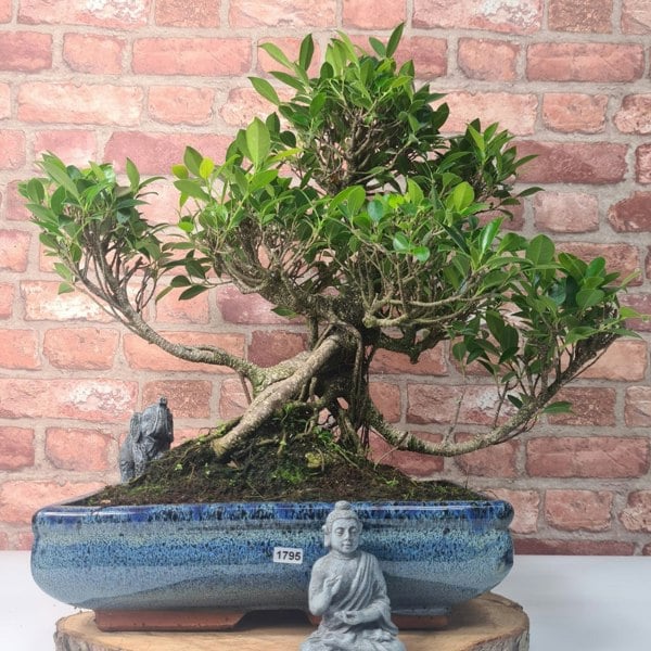 Ficus Microcarpa (Banyan Fig) Large Indoor Bonsai Tree | Shaped | In 35cm Pot - Yorkshire Bonsai