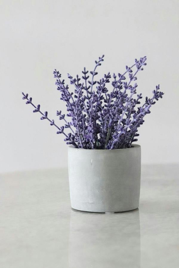 Lavender Food Sticks - Devonia London