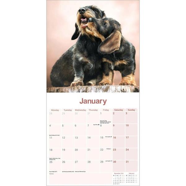 Wire Haired Dachshund Calendar 2027, Wall Calendars, Month To View, Dogs, Gift