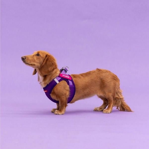 EzyDog FORMFIT® Mesh Dog Harness in Purple