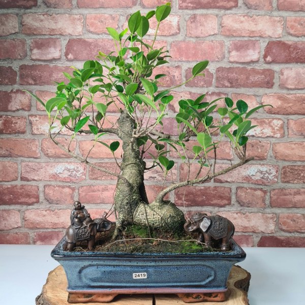 Yorkshire Bonsai Ficus Microcarpa (Banyan Fig) Indoor Bonsai Tree | Shaped | In 30cm Pot