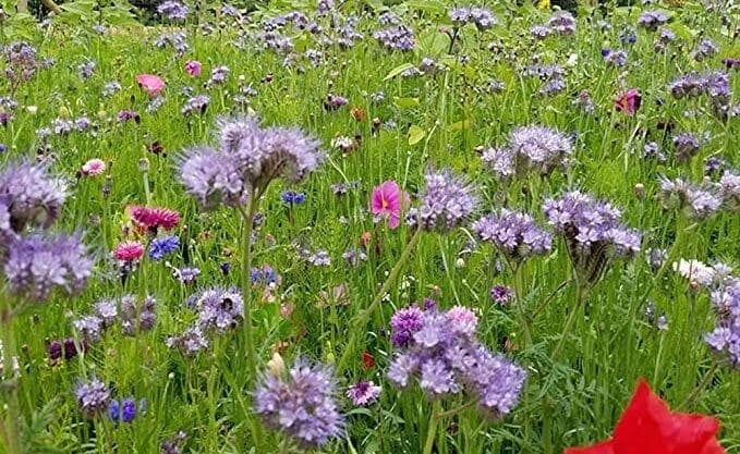 1kg Wildflower Mixed Meadow wildlife habitat seed mix