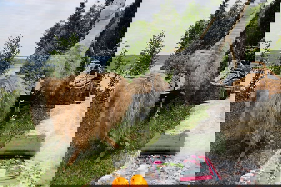 Icelandic Sheepskin | Long Wool | 100-120 cm Natural Grey Caramel